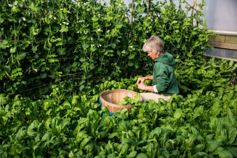 Christine Lopez havest 2014-3064