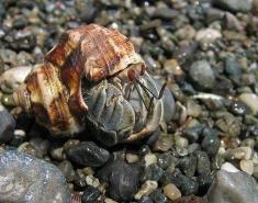 hermit_crab2
