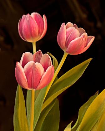 109428-336x420-Tulips